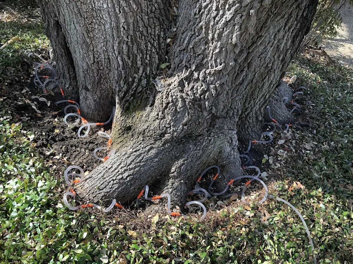Detailed Tree Cabling and Bracing job site in Saint Stephens